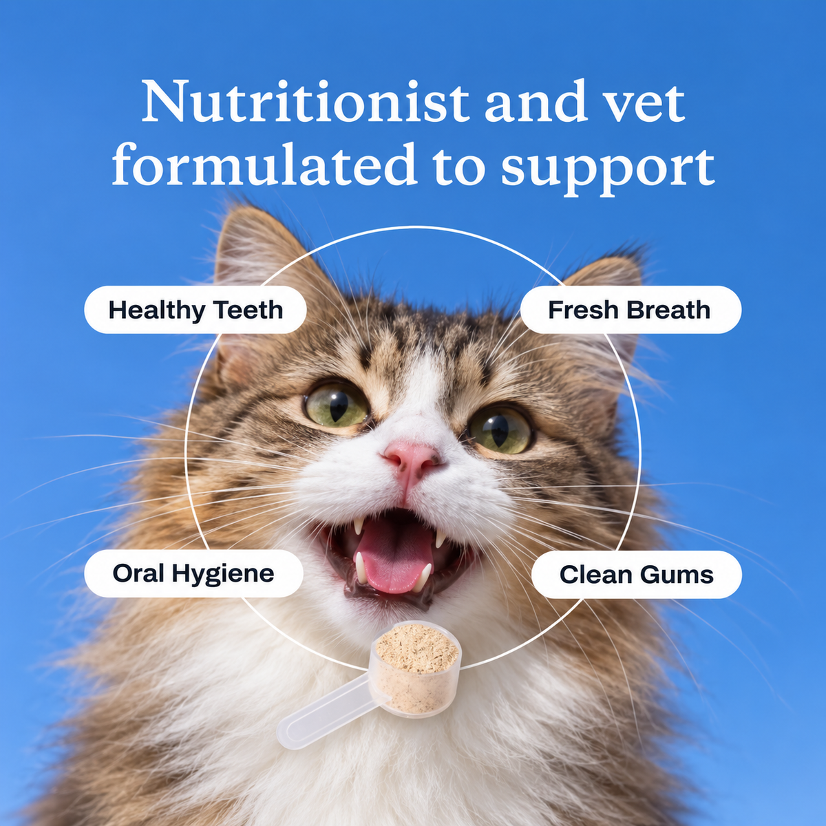 DailyBoops Dental Support